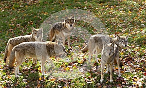 Five Coyotes Canis latrans standing in a grassy green field in the golden light of autumn in Canada