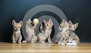 Five cute cats