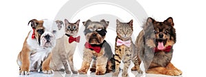 Five cute cats and dogs wearing bowties and sunglasses