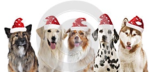 Five cute christmas dogs group with santa hat isolated