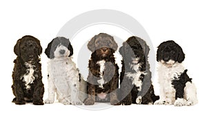 Five cute labradoodle puppy dogs sitting together on a white background looking at the camera