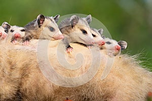 Five cute and lovable joey baby possums