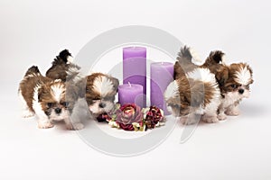 Five cute shih-tzu puppies with holliday candles photo