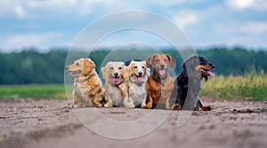 Five cute small dogs are posing on nature background. Blurred background. Pets and animals.