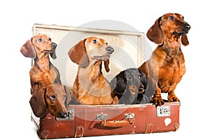 Five Dachshund Dogs in suitcase on white