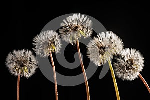 Five Dandelion Seedpods on Black
