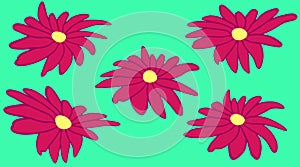 Five dark pink daisies with a yellow center on a turquoise background