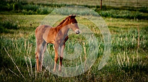 Five Day Old Foal Near Bridgeport, California