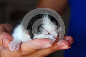 Five days old baby kitten