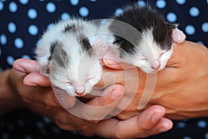 Five days old baby kittens