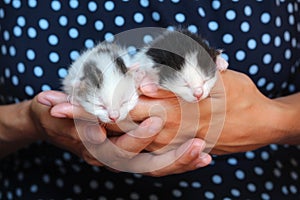 Five days old baby kittens