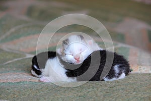 Five days old baby kittens