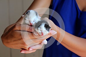 Five days old baby kittens