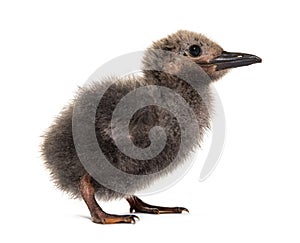 Five days old chick Inca tern, Larosterna inca, isolated on whit