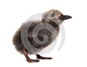 Five days old chick Inca tern, Larosterna inca, isolated on white