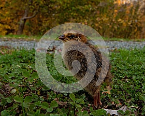 Five days old quail, Coturnix japonica.....photographed in nature