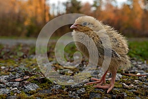 Five days old quail, Coturnix japonica.....photographed in nature