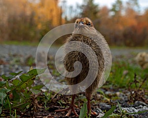 Five days old quail, Coturnix japonica.....photographed in nature