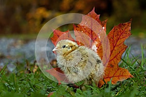 Cinque giorni vecchio quaglia,. piedi Prossimo sul arancia acero foglie autunno 