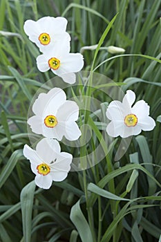 Five delicate white daffodils