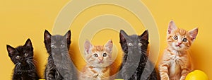 Five different colored kittens sit in a line, their fur contrasting with a bold yellow background.