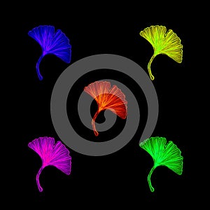 five different colour ginkgo leaf vector on dark black background