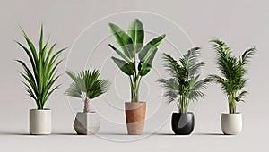 Five Different Indoor Houseplants Arranged in Various Modern Pots