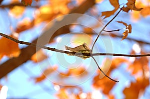 Five Dollar Bill Clinging as a leaf from a tree