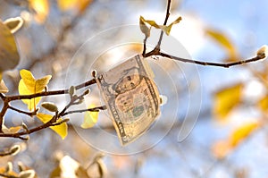 Five dollar bill clinging to a branch with autumn leaves