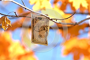 Five Dollar Bill hanging as a leaf from a tree