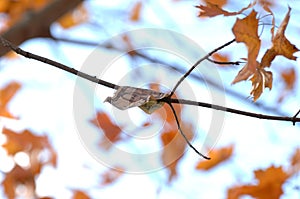 Five dollar bill hanging from a tree branch in autumn