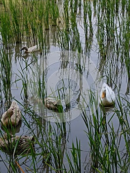 five ducks with brown and white feathers playing in the rice field photo