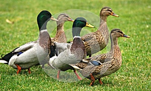 Five ducks on green grass