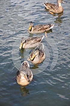 Five Ducks Swimming in a Row