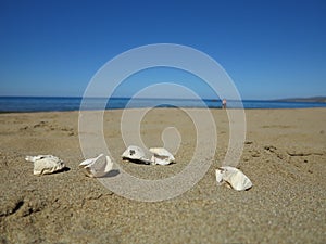 Five eggs of Loggerhead turtle on ther beach on Cyprus