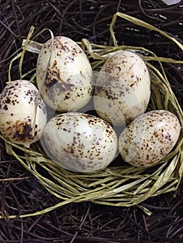 Five eggs in a nest