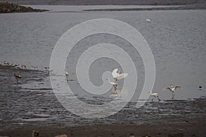 Five Egrets and one Curle during low tide Bohai sea