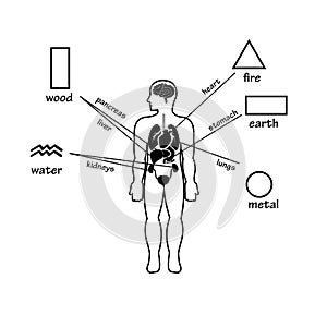 Five elements and human organs. Outline silhouette of man.