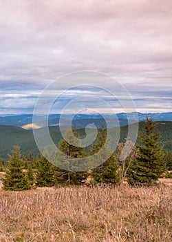 Five evergreen conifer trees on the forefront and layers of mountains covered by green forests behind them