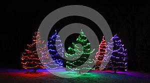 Five Evergreen Trees Covered with Lights