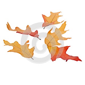 Five Fall Leaves Isolated