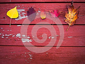 Five fall leaves on wood