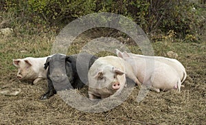 Five fat lying pigs on a meadow close