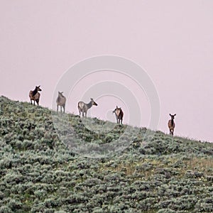 Five Female Elk Graze At Sunset In Yellowstone