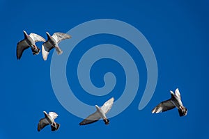 Five Feral blue pigeons flying overhead against blue sky