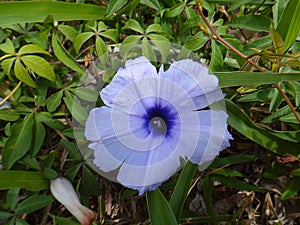 Five-fingered morning glory - Blue flower