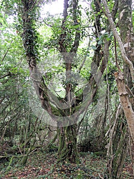 The Five Fingered Tree