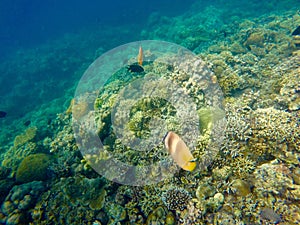 Five fingers in Bataan