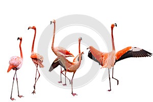 Five Flamingo