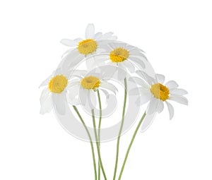 Five flowers of Chamomile isolated on a white background. Selective focus